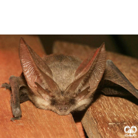 گونه خفاش گوش بلند کوهستانی Mountain Long-eared Bat 